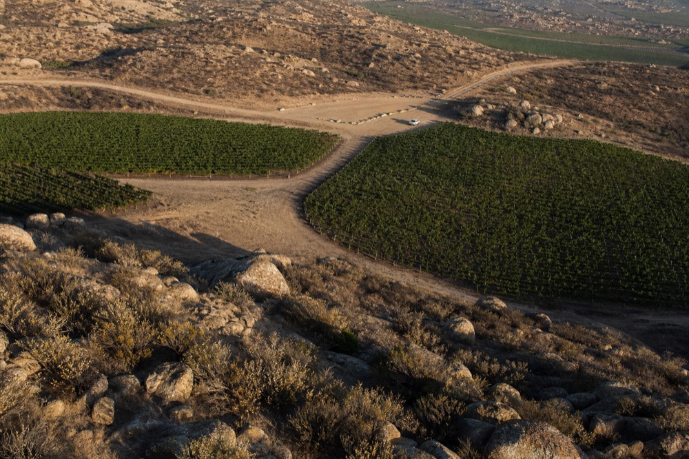 Aerial view of Valle de Guadalupe vineyards, no text, no logos, no people