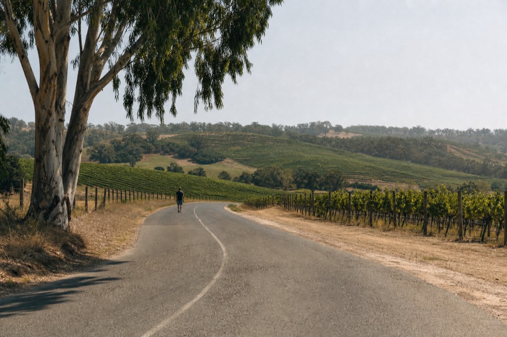 A quiet paved road winding through vineyards in Valle de Guadalupe, no text, no logos, no people