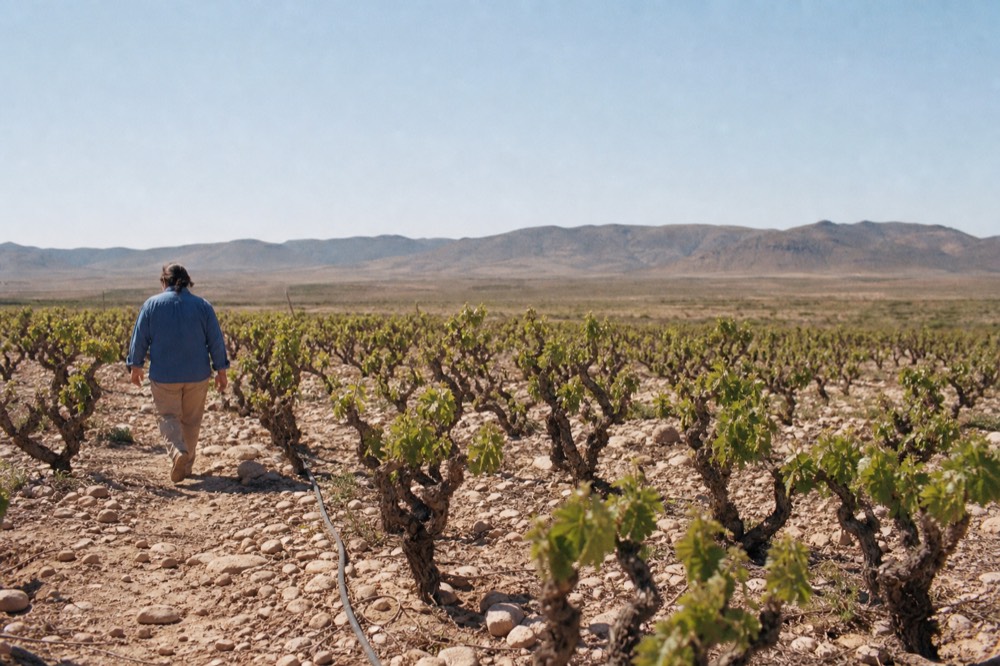Dry, rocky vineyard soil with low vines under a wide sky in Baja California, no text, no logos, no people