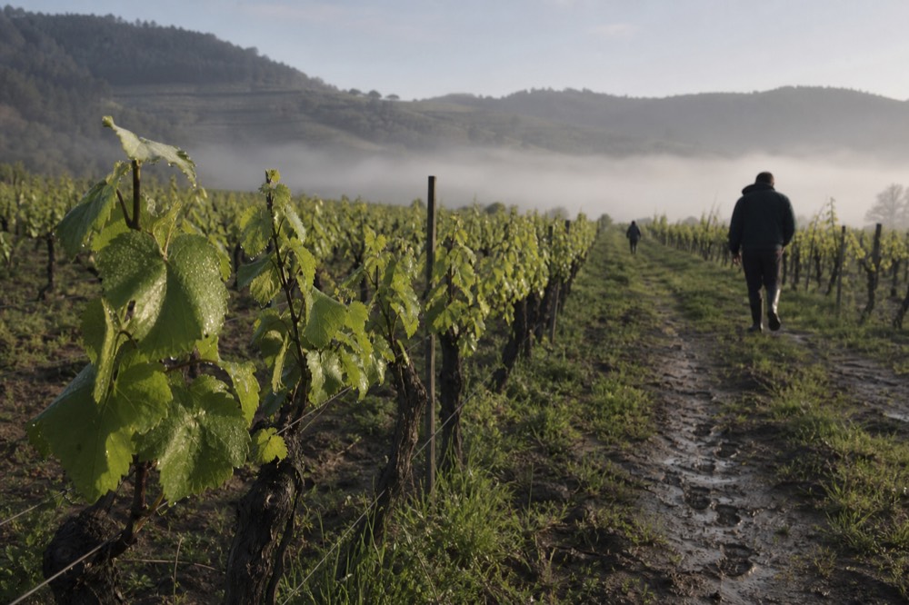 A vineyard landscape in soft morning light with hills behind, no text, no logos, no people