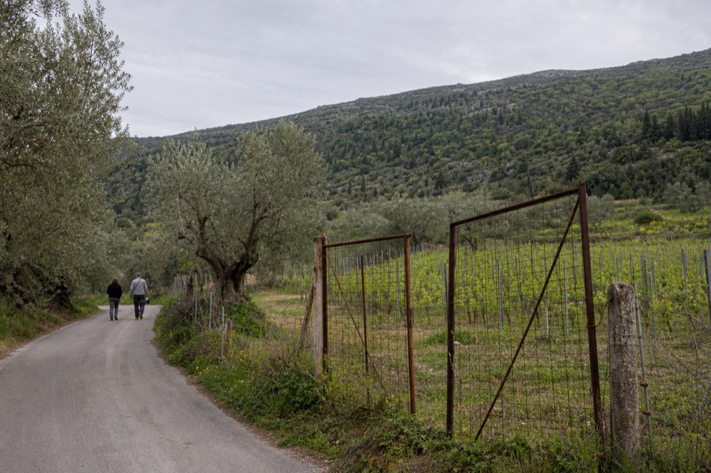 A rural valley road curving past low vineyard fences and olive trees, no text, no logos, no people.