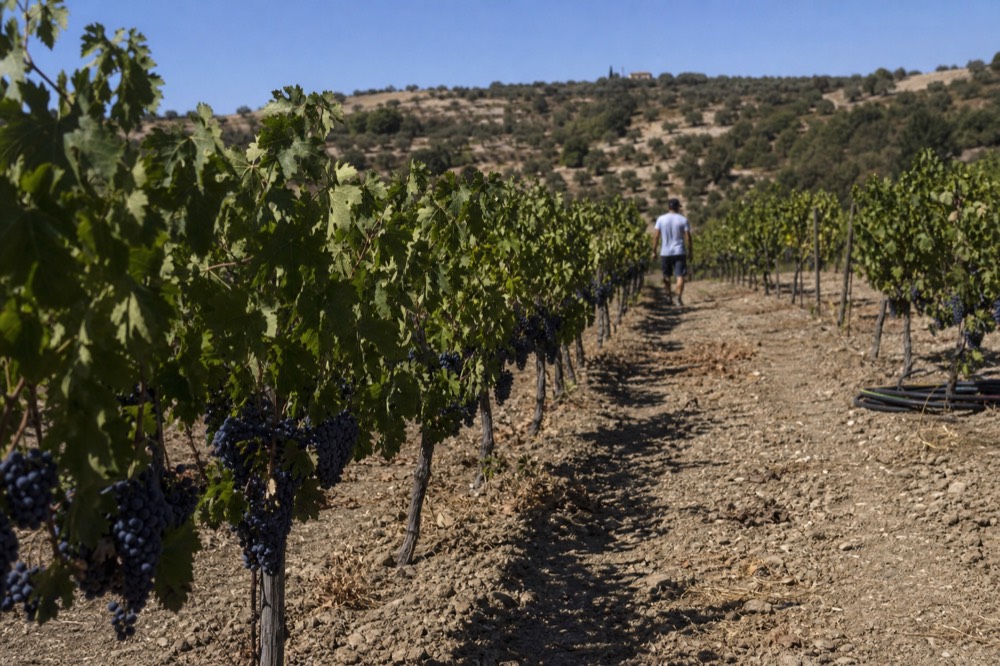 Vineyard hillsides under a clear sky with grape clusters hanging on the vine, no text, no logos, no people.