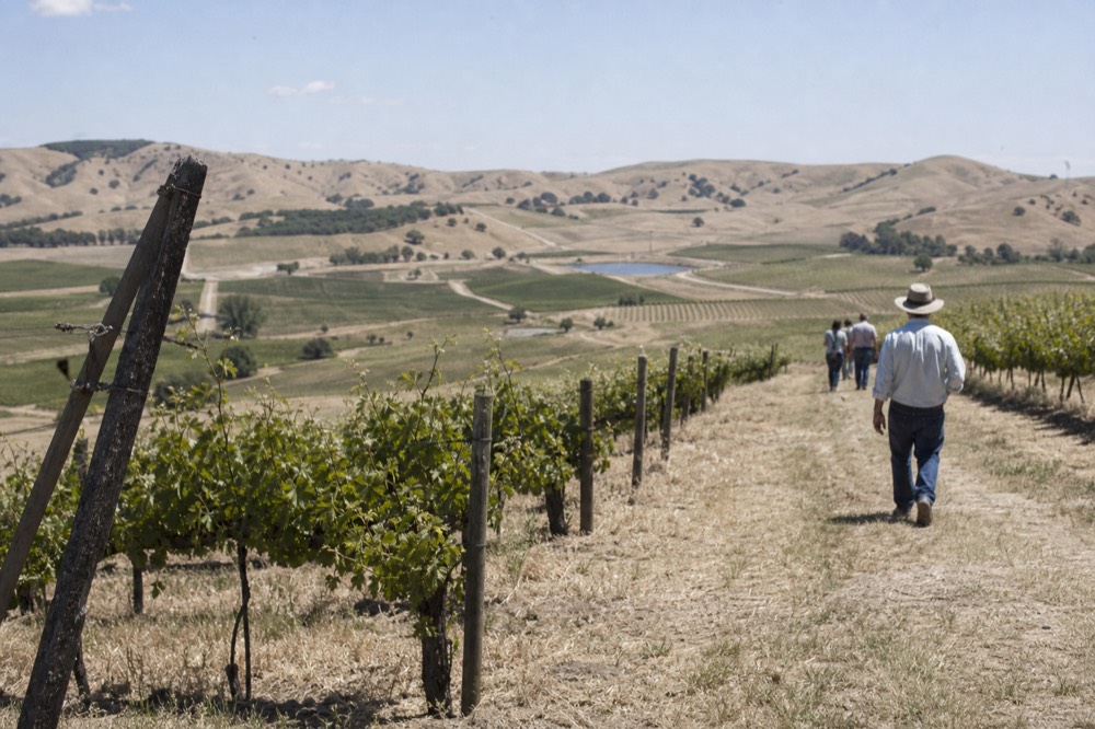 Rolling arid hills with vineyard rows in Valle de Guadalupe at midday, no text, no logos, no people.