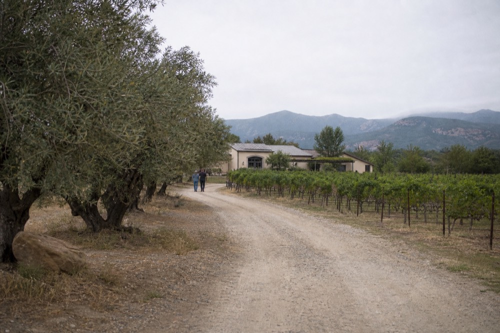A vineyard driveway with olive trees and hills behind a winery building, no text, no logos, no people