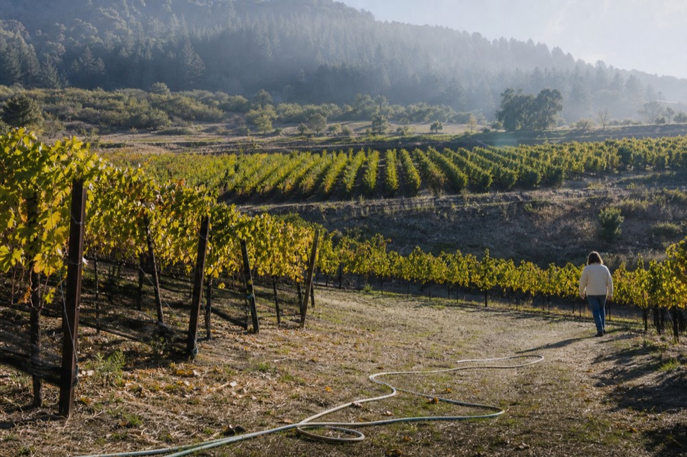 Sunlight over rows of vines on a terraced hillside winery in Baja California, no text, no logos, no people