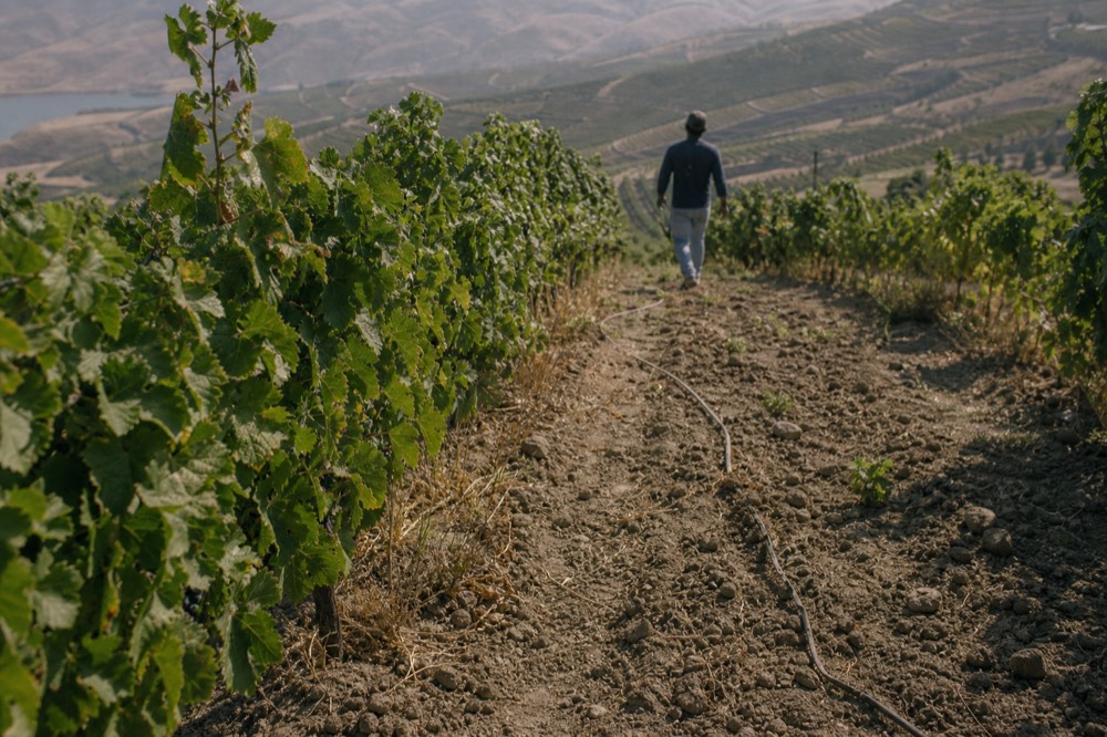Vineyard rows on a hillside in the Valle de Guadalupe near Ensenada, no text, no logos, no people