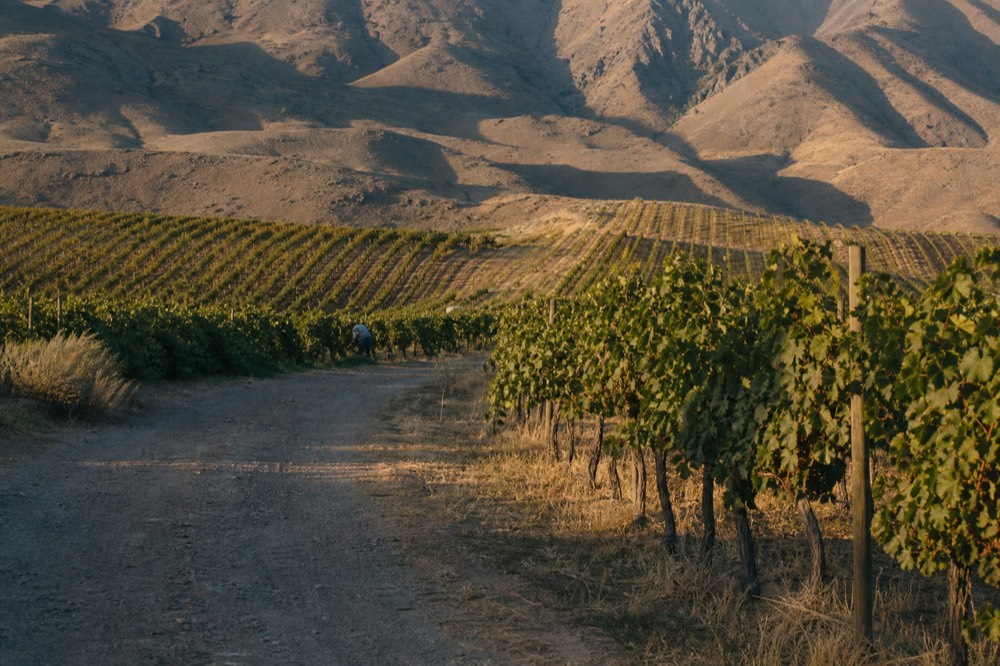 Golden late-afternoon light over rolling vineyard hills in Valle de Guadalupe, no text, no logos, no people